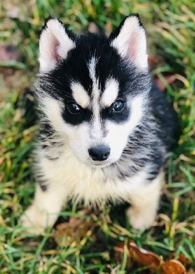 Togo des Cristaux de Balto