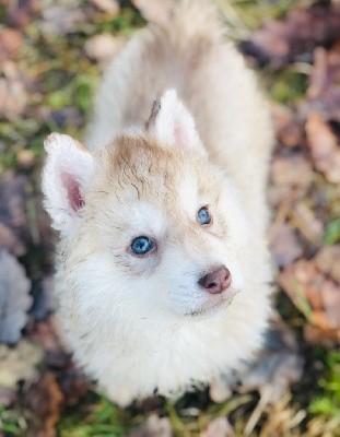 Taz des Cristaux de Balto