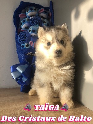 Taïga des Cristaux de Balto