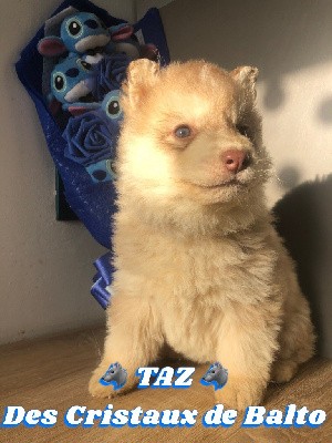 Taz des Cristaux de Balto