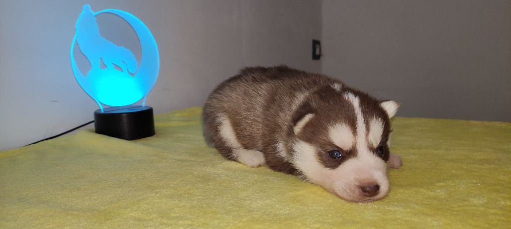 des cristaux de balto - Siberian Husky - Portée née le 03/03/2022