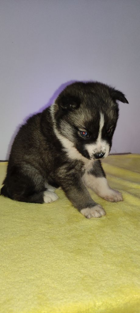 des cristaux de balto - Siberian Husky - Portée née le 20/02/2022